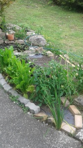 We LOVE spinach, so having it in the garden is a MUST! 